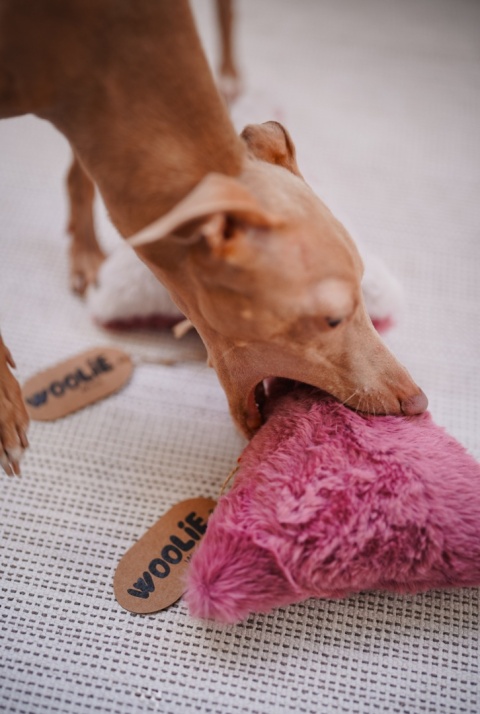 Troolie - zabawka z niespodzianką