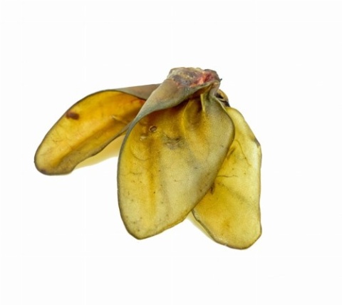 BALTO Ucho wołowe 1 szt.