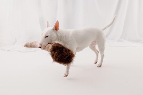 Broom - magiczna miotła z owczym futrem i piszczałką