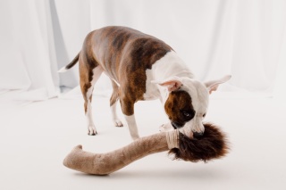 Broom - magiczna miotła z owczym futrem i piszczałką