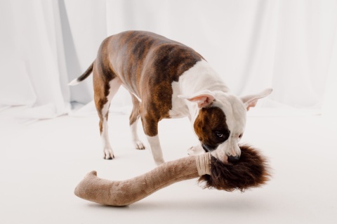 Broom - magiczna miotła z owczym futrem i piszczałką