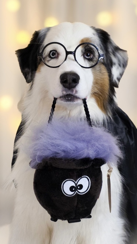 Magiczny kocioołek - zabawka z owczym futrem