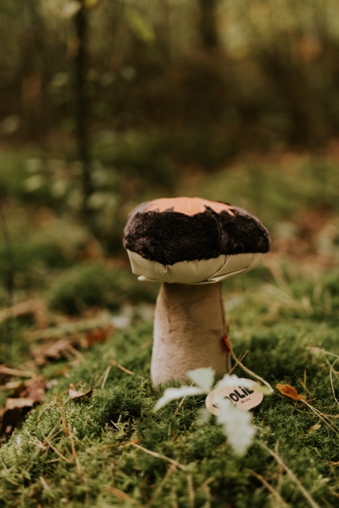 Poodgrzybek - zabawka węchowa grzybek