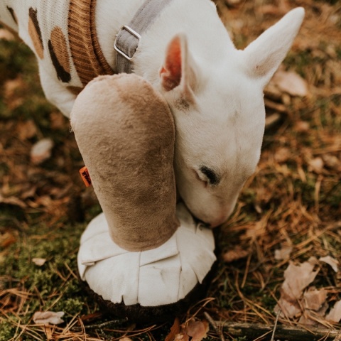 Poodgrzybek - zabawka węchowa grzybek