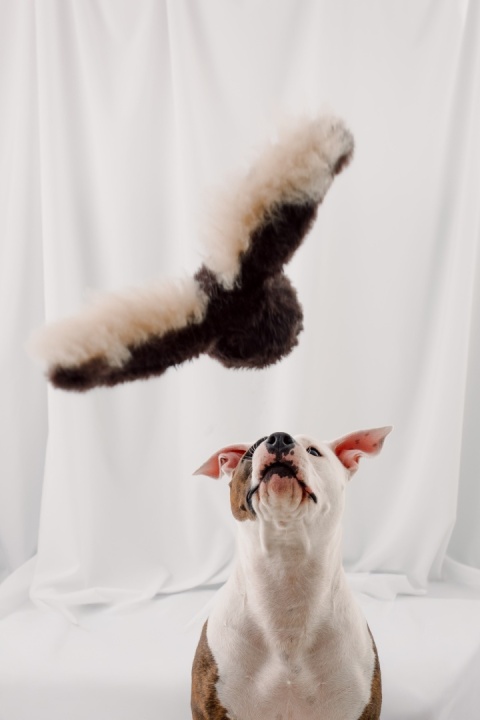 Wingoo - skrzydlata zabawka z owczym futrem i grzechotką