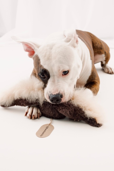 Wingoo - skrzydlata zabawka z owczym futrem i grzechotką